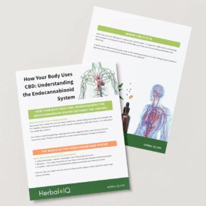 How Your Body Uses CBD: Understanding the Endocannabinoid System